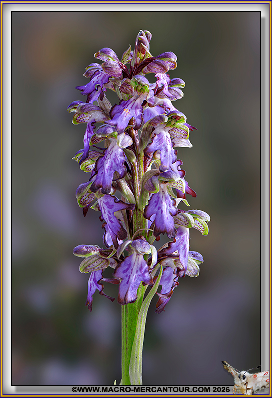 Orchis &agrave; longues bract&eacute;es
